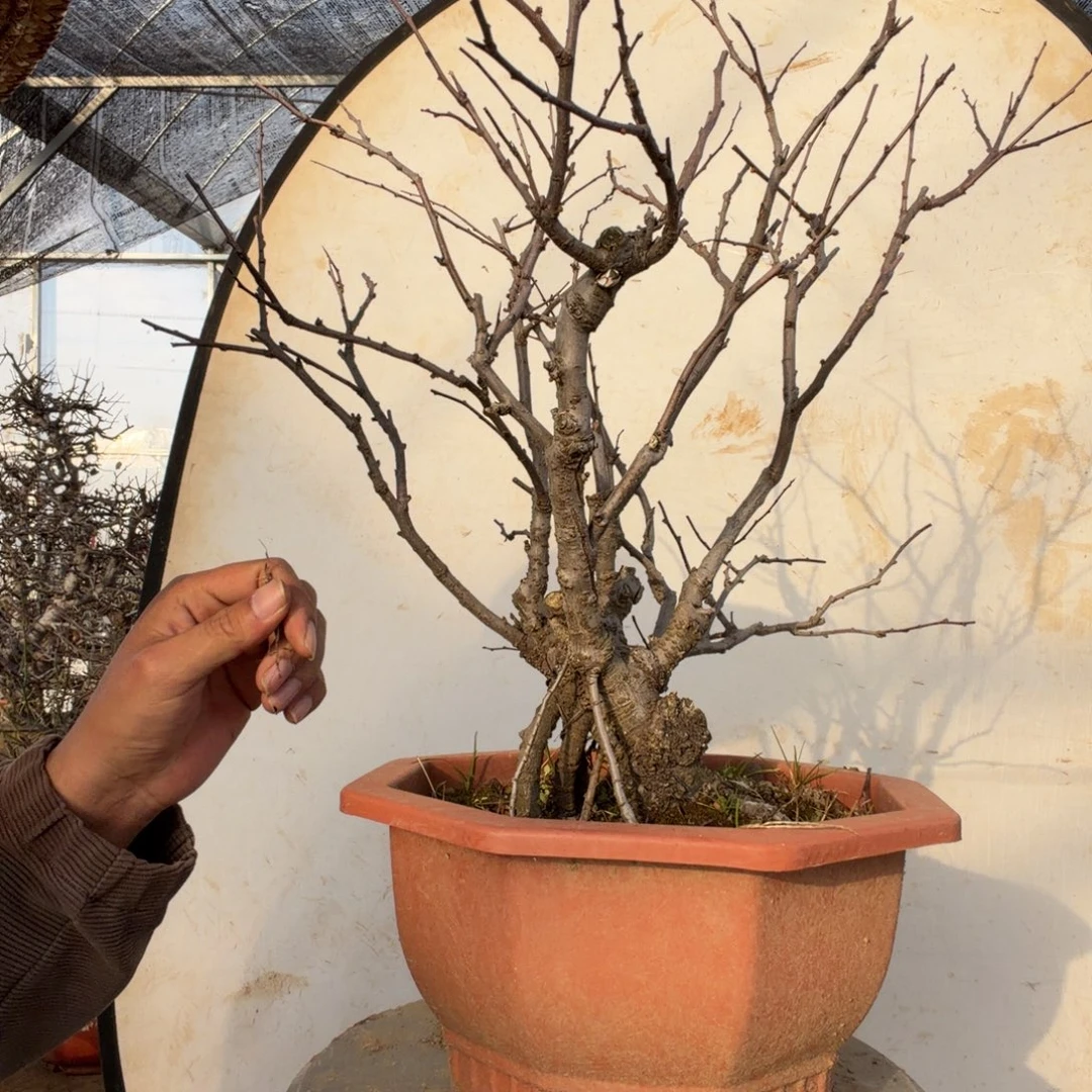 无花朵海棠花开了吗我的天啊我