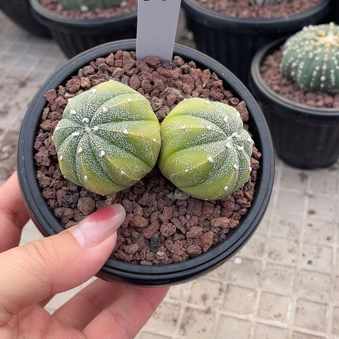 一***＂仙人球实生黄体鸾兜