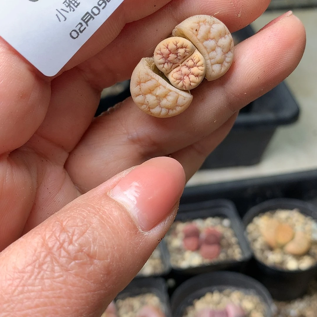 G118多肉植物保护研究所