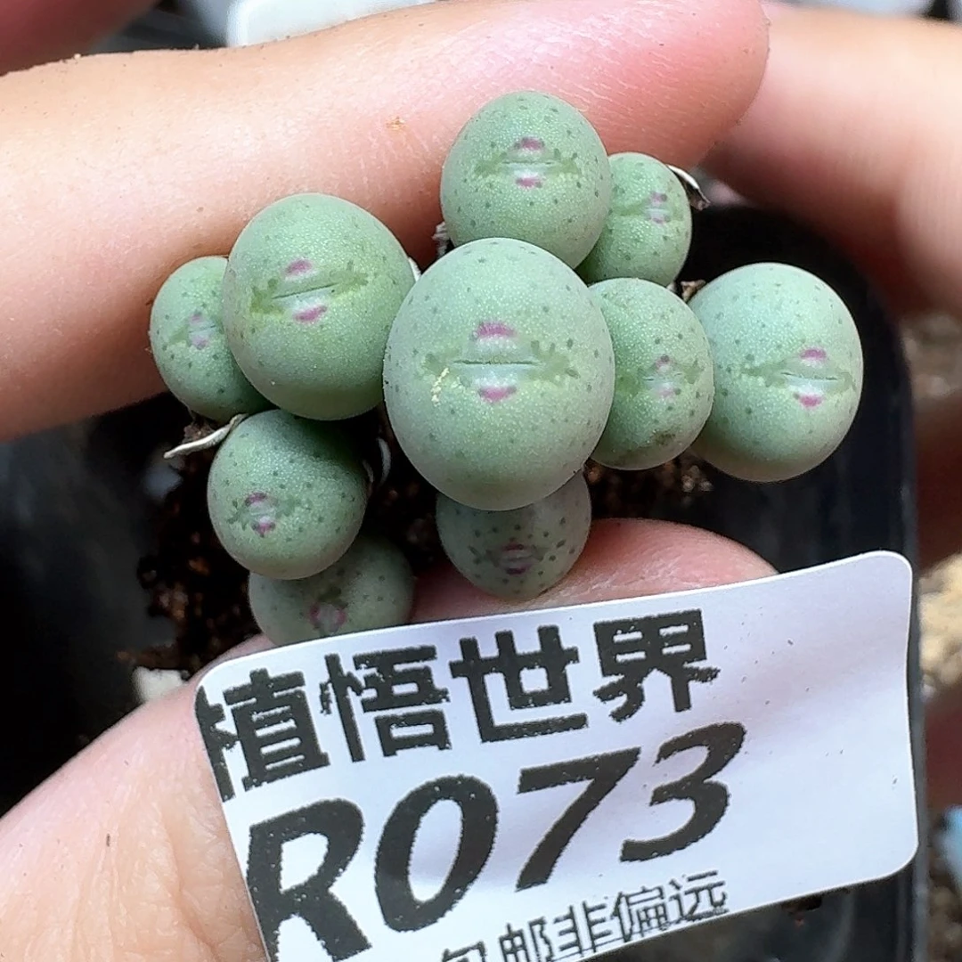 多肉植物的日子去c