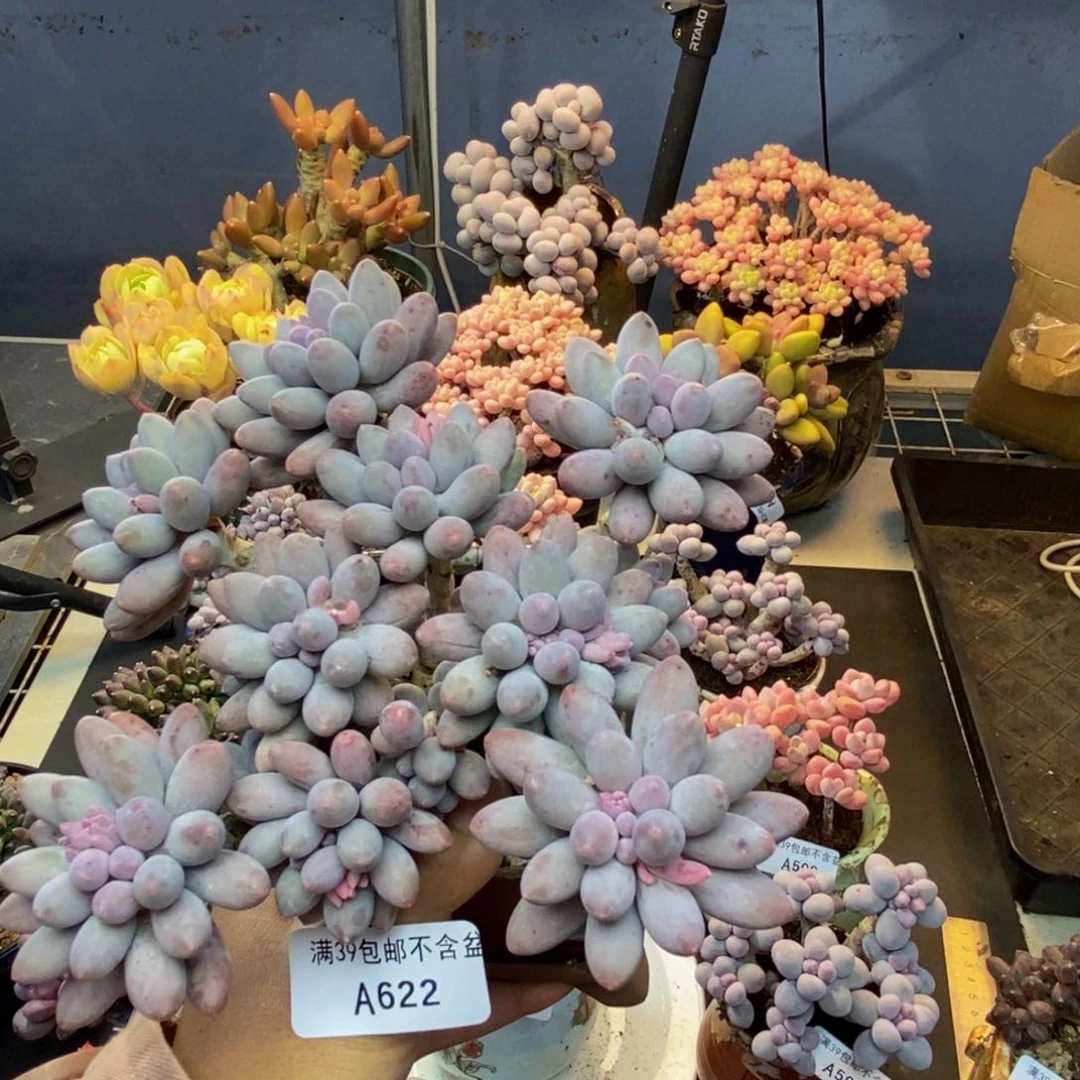 622婴儿手指多肉14c m