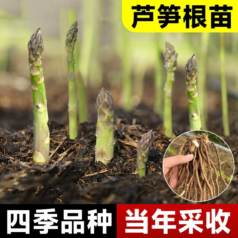 山东寿光芦笋根苗四季种植可用于阳台盆栽的家庭蔬菜苗多年生懒人