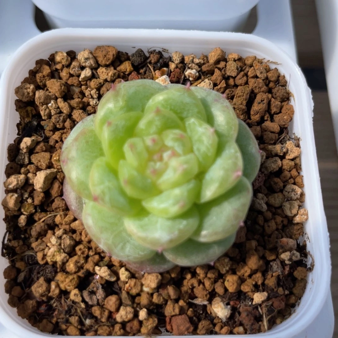 优选白玉珍妮856