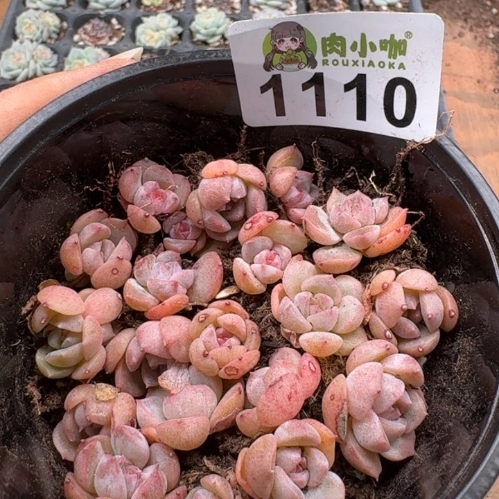 无花朵多肉植物多肉植物