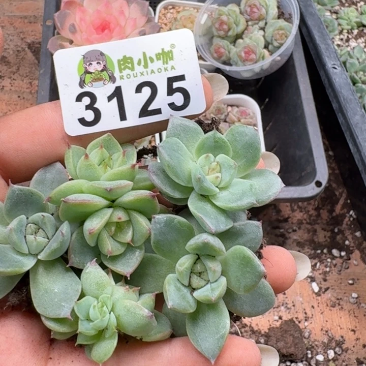 多肉植物多肉植物