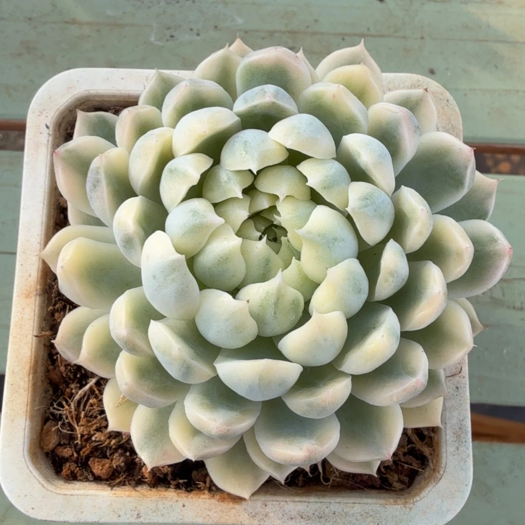 香草月影锦锦上园艺一物一拍