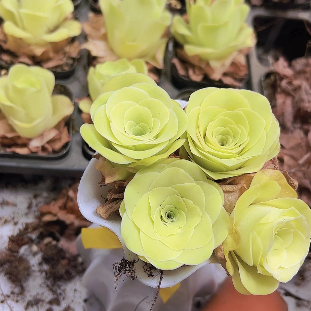 黄玫瑰4盆带盆带土