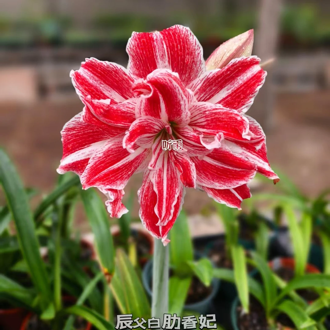 朱顶红辰父白肋香妃