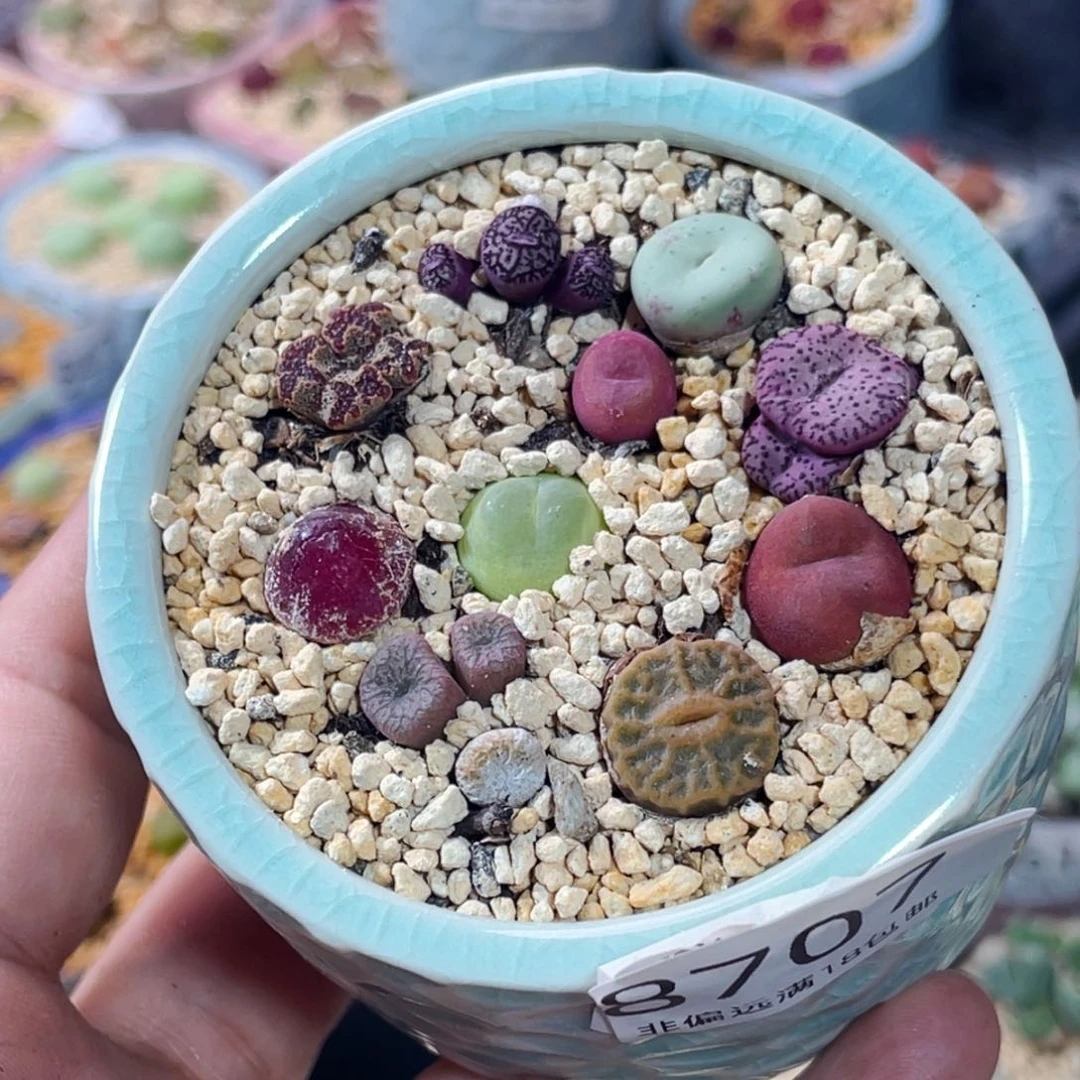 无花朵文***?8707 -一物一拍 带盆