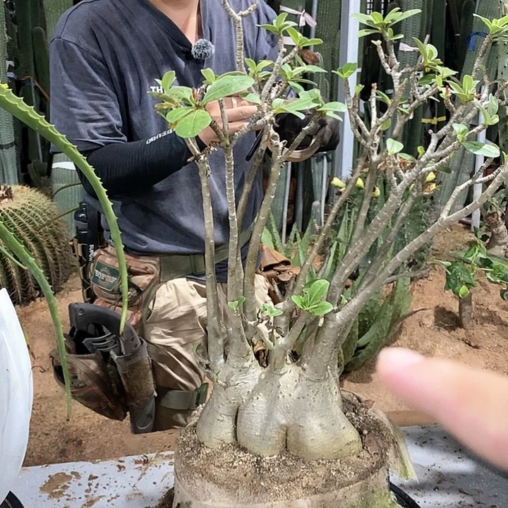 辉****神6号沙漠玫瑰。