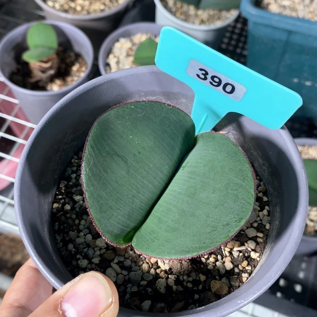阔叶雪莲多肉植物一个