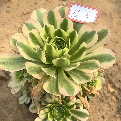 多肉植物迈巴赫16