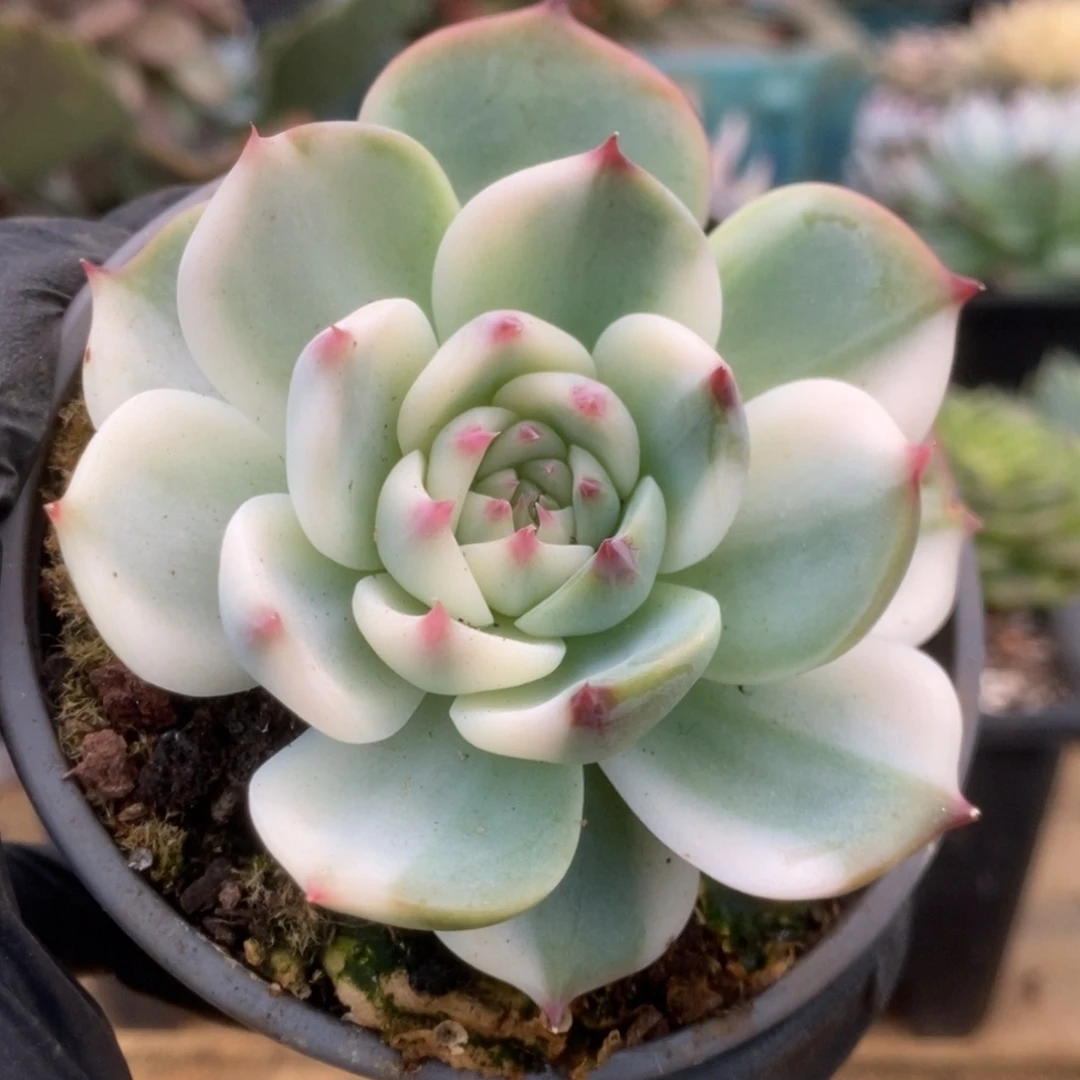 177锦锦锦锦锦锦锦