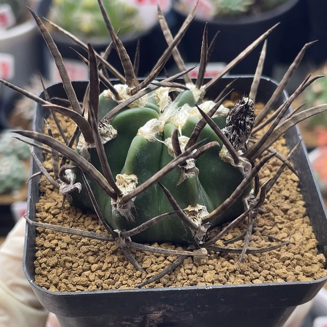 狂刺黑刺水牛角大凤玉