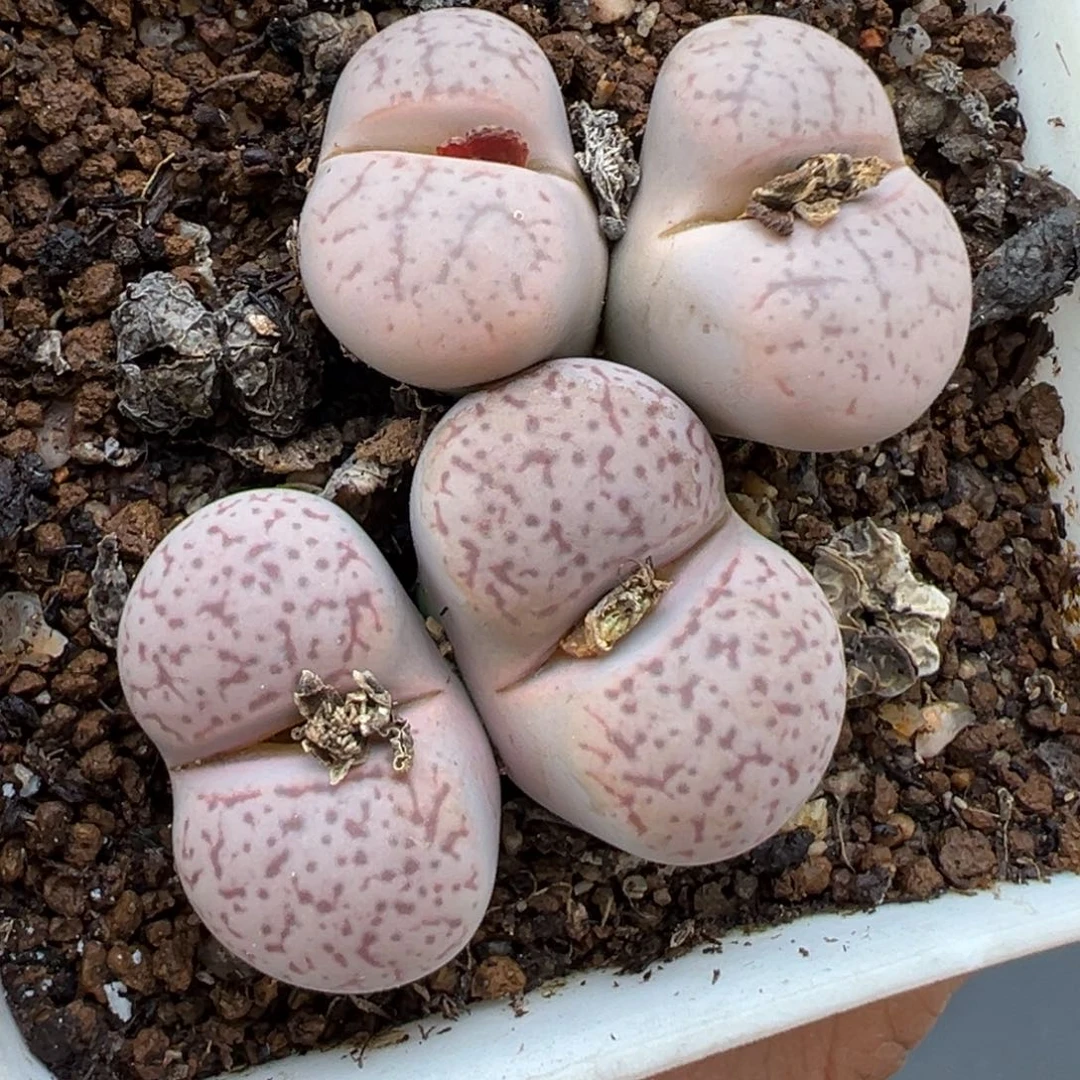 1.16好看的多肉180