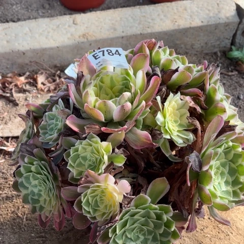 多肉植物玉芙蓉捧花
