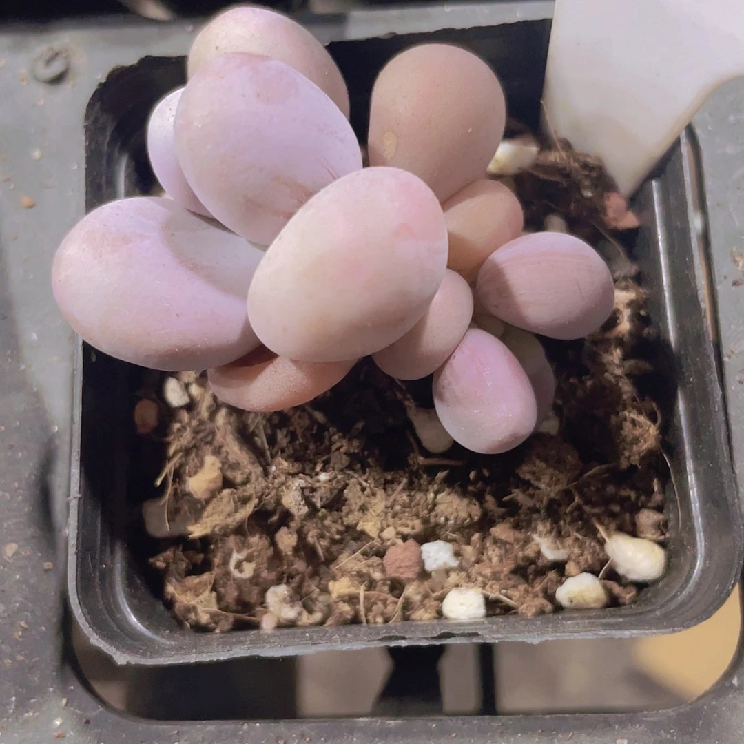 水光针a046一物一拍多肉