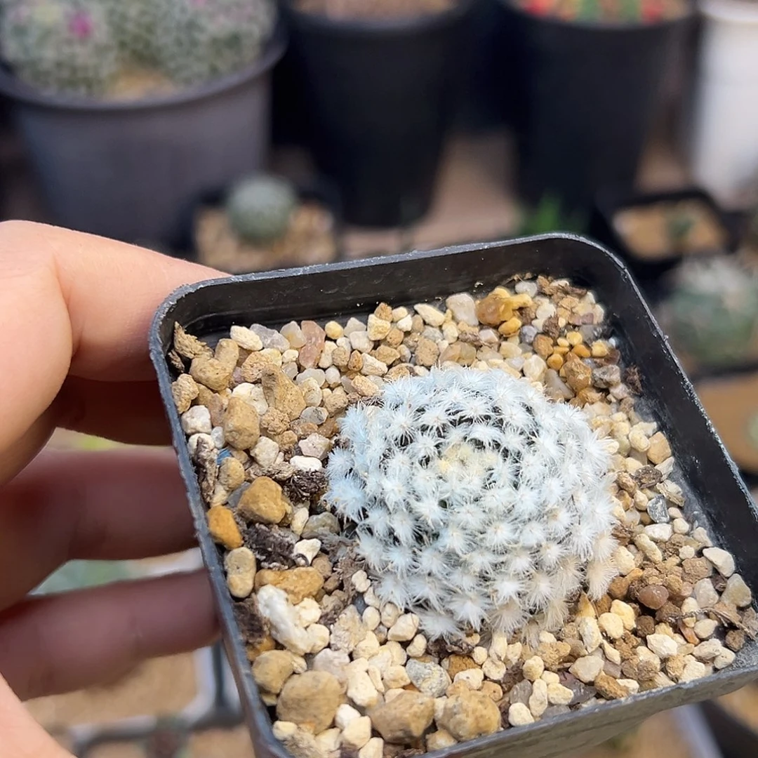 帕米尔降落伞白星自根带盆发货