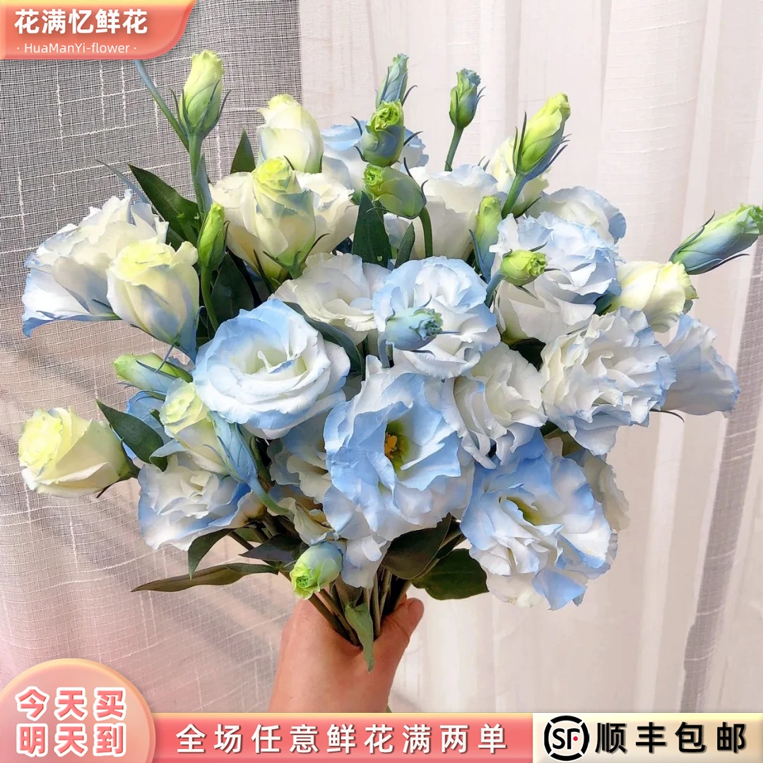 次日达 -【碎冰蓝洋桔梗】1份洋桔梗鲜花鲜切花家居花批发两单升级顺丰包邮三单送随机花瓶今天拍明天到97