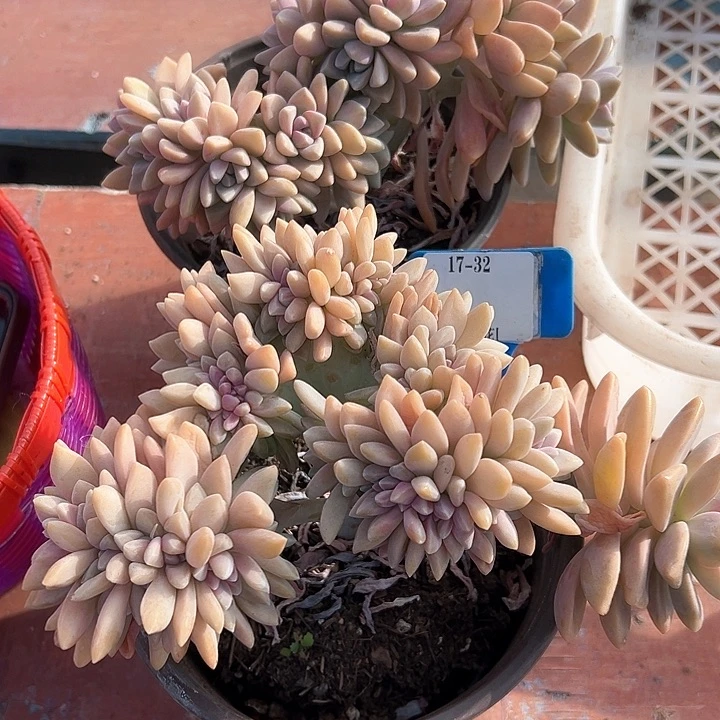 17.32高茶一个脱 土