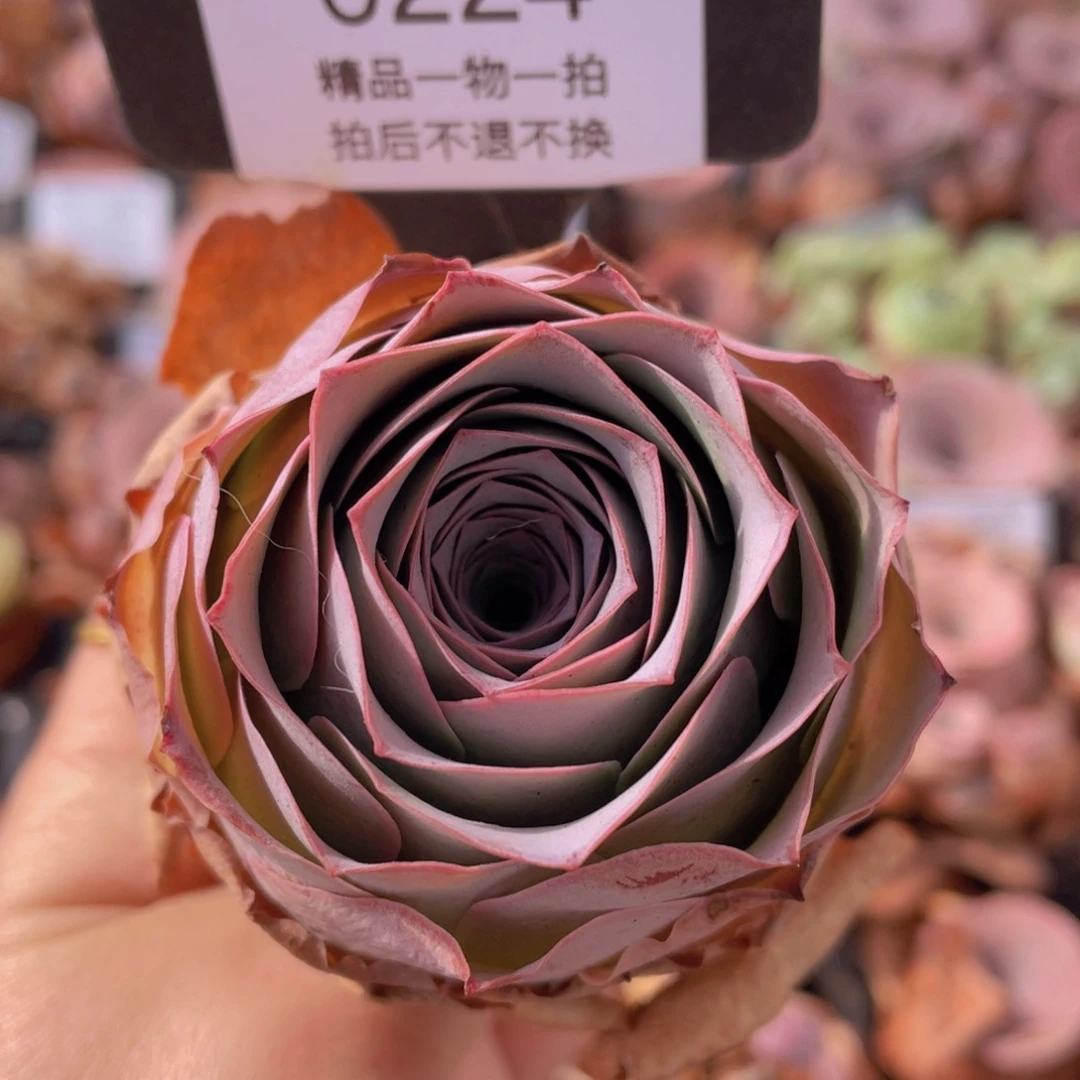 山地玫瑰0224裸根发货断枝不包损不售后