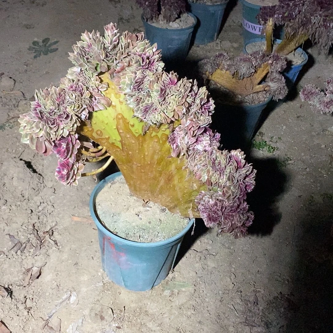 多肉植物十五号粉女郎缀