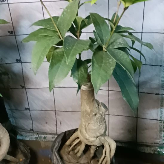 以***因完全开放四季丹桂