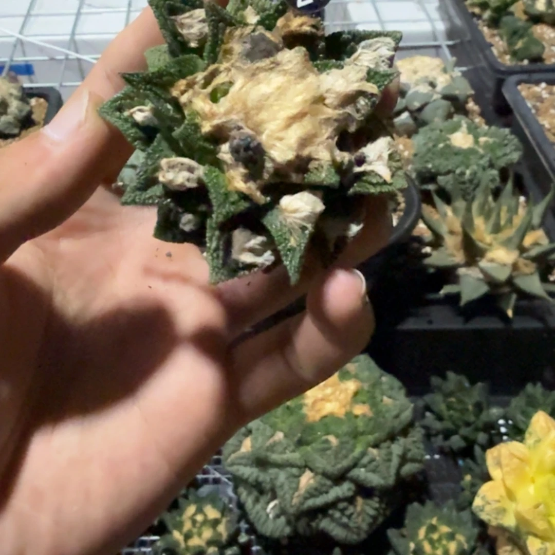 微***）仙人球开花一个福利品有跟