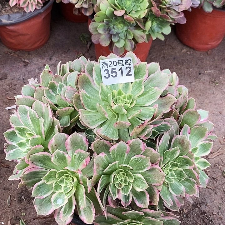 3512 一颗浣纱法师