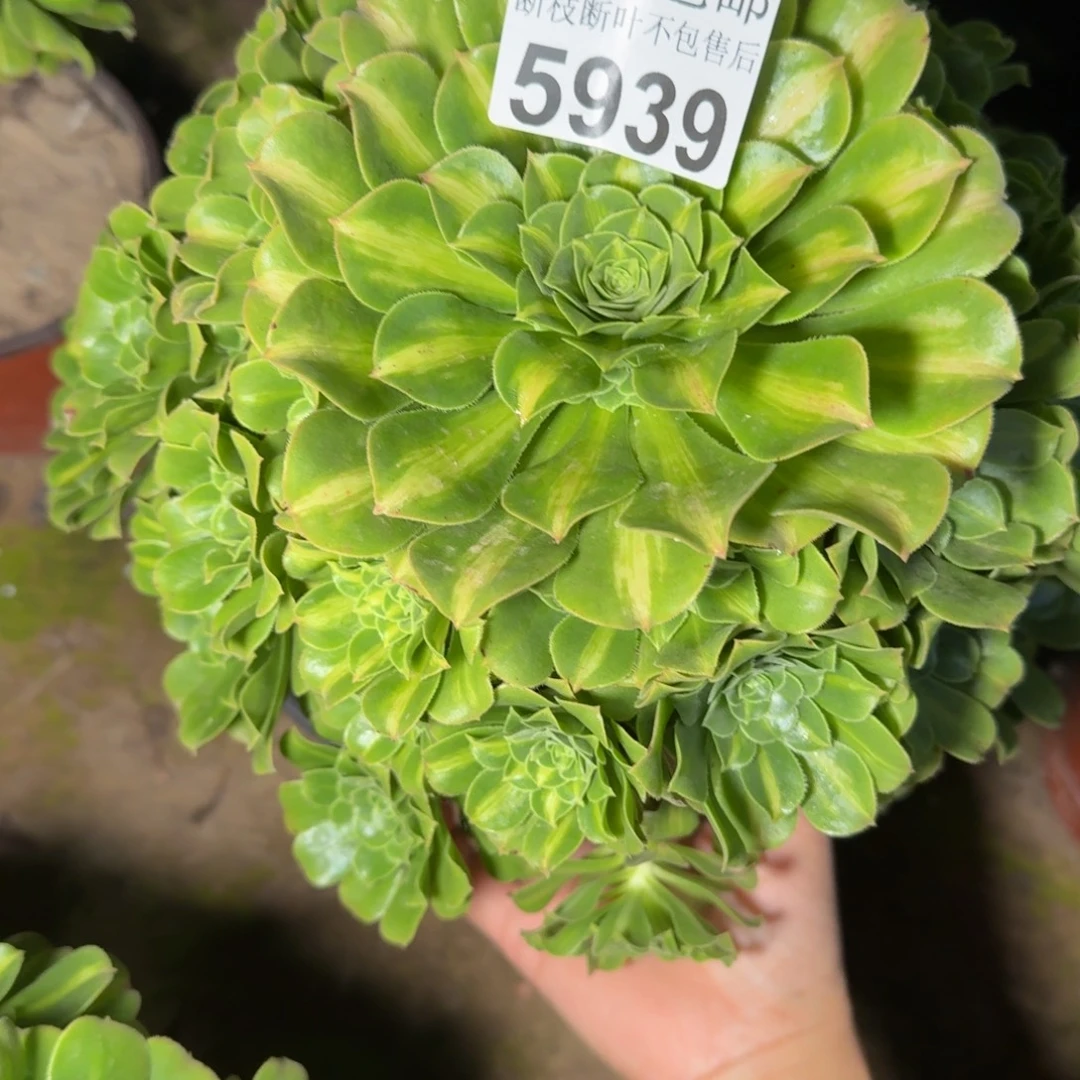 5939琉璃多肉植物