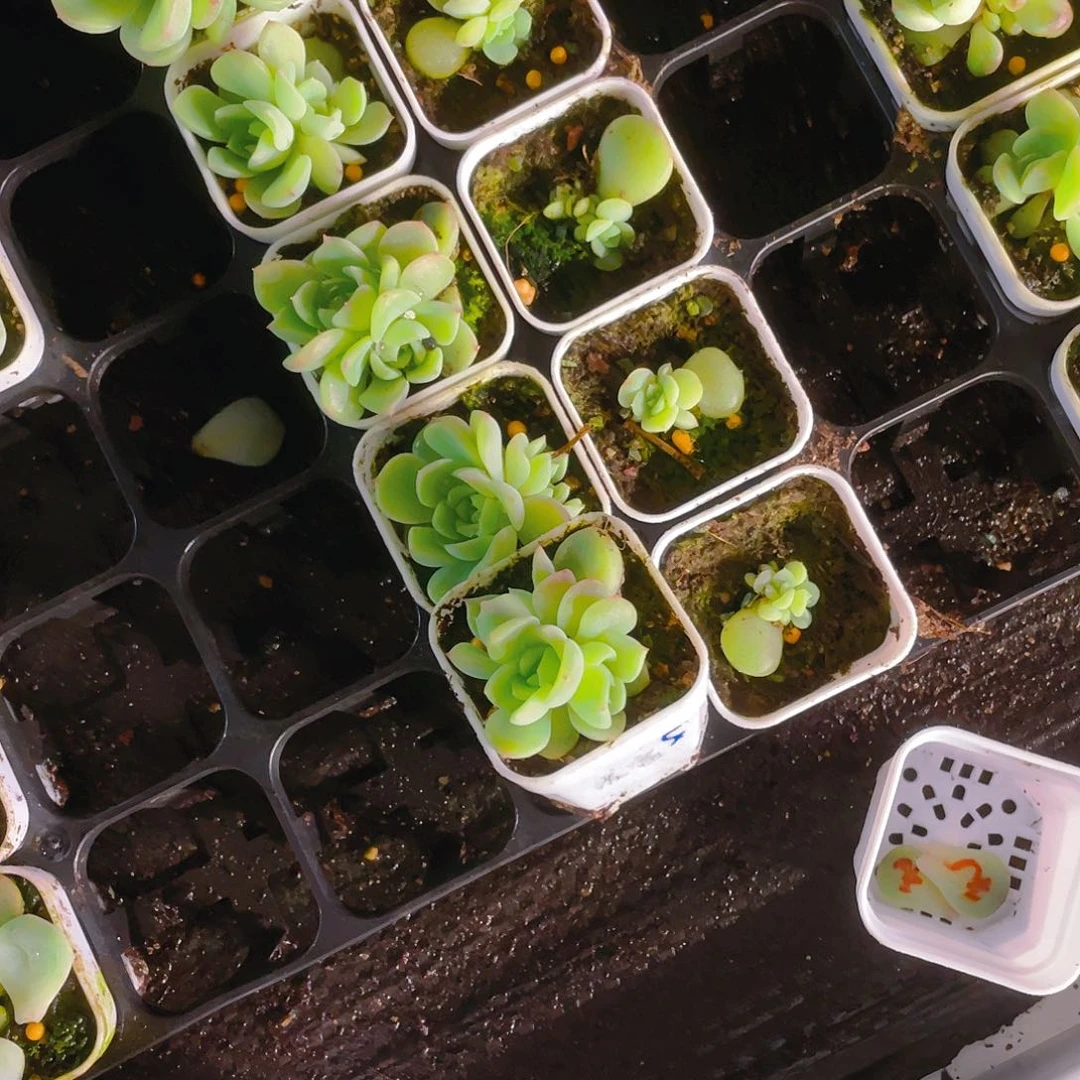 花*猫泼天五头中盆满25包邮