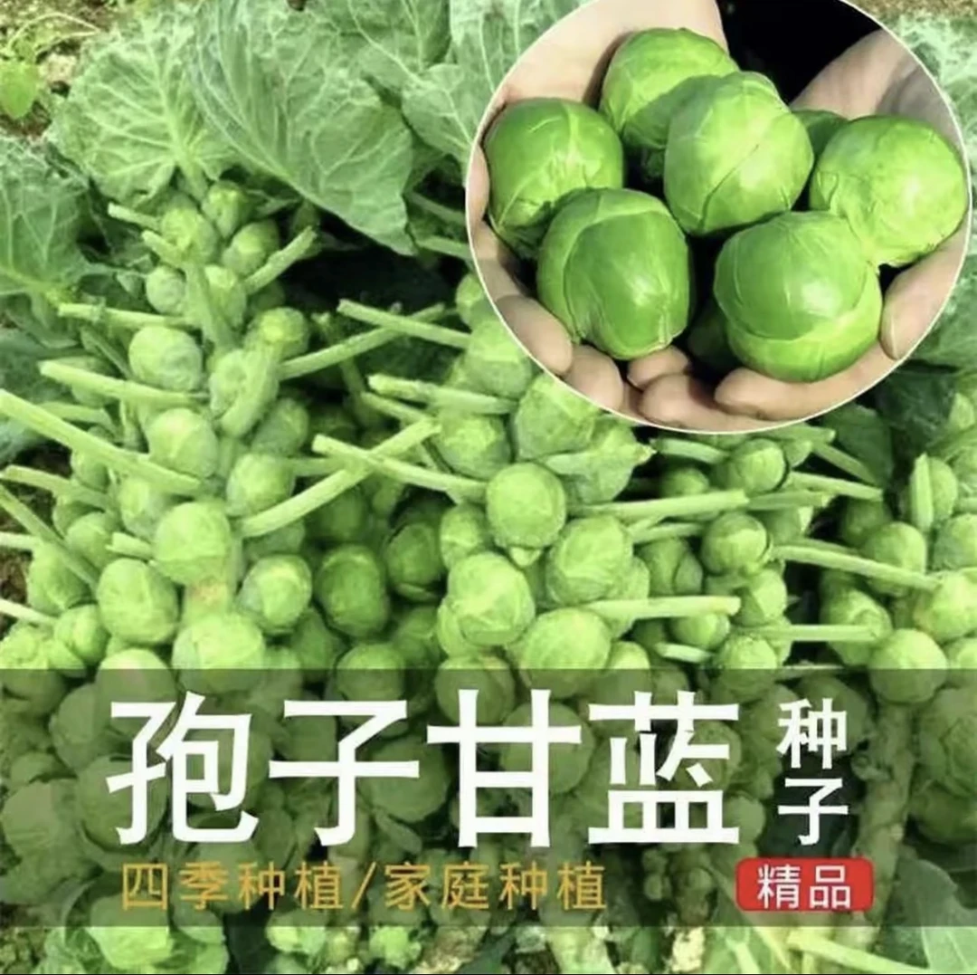 孢子甘蓝种子抱子甘蓝春秋季小型芽球包心菜阳台庭院四季播种简单