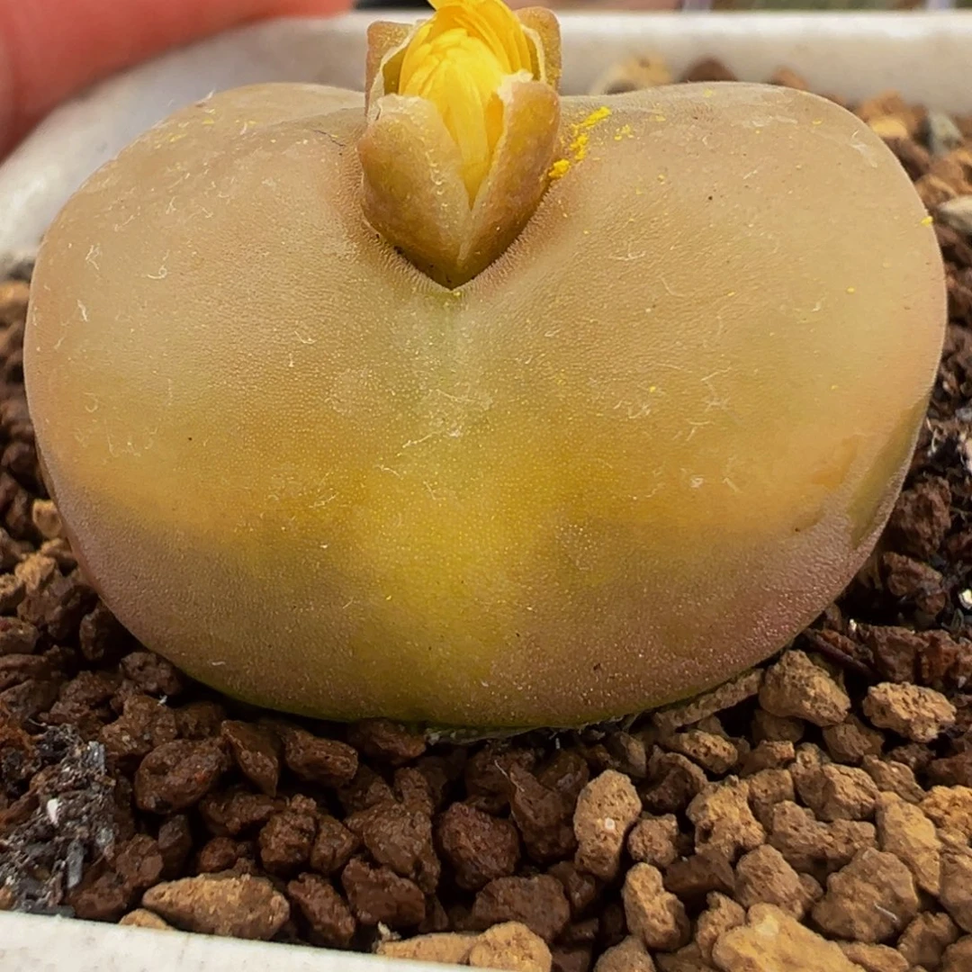 2.5厘米蟠桃多肉植物