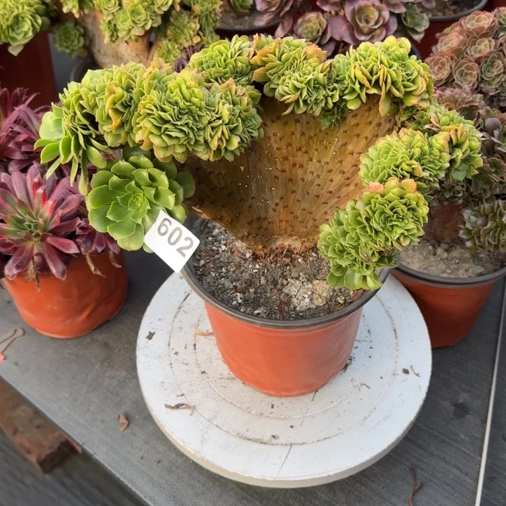 多肉植物绿羊绒缀602