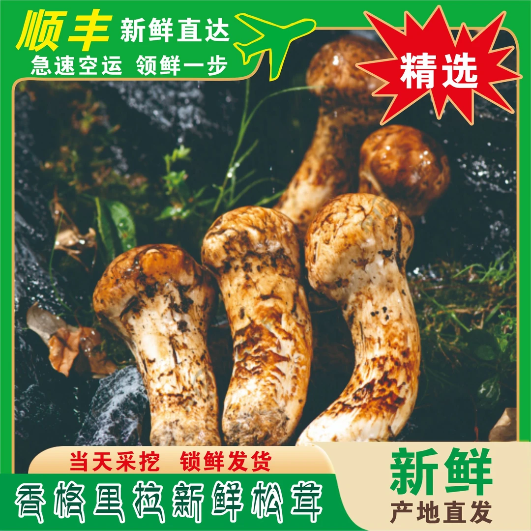 香格里拉精选新鲜松茸