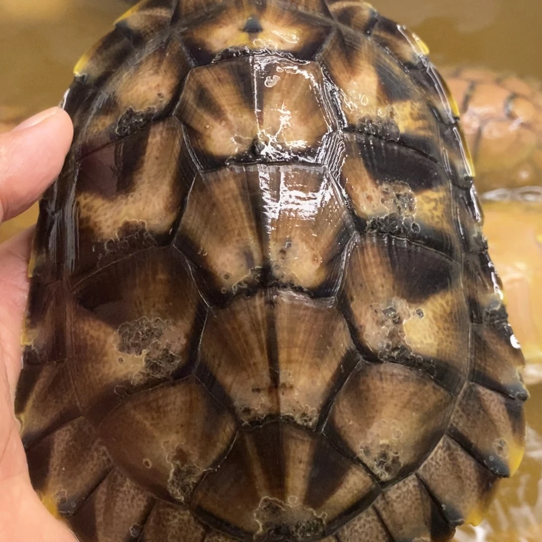 母绿毛龟黑巴巴一个