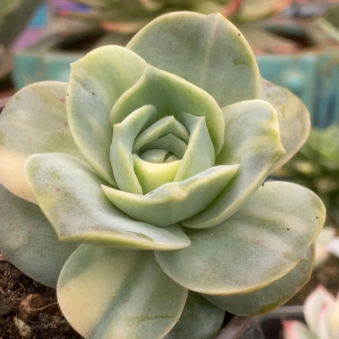 223可爱玫瑰锦锦锦锦锦