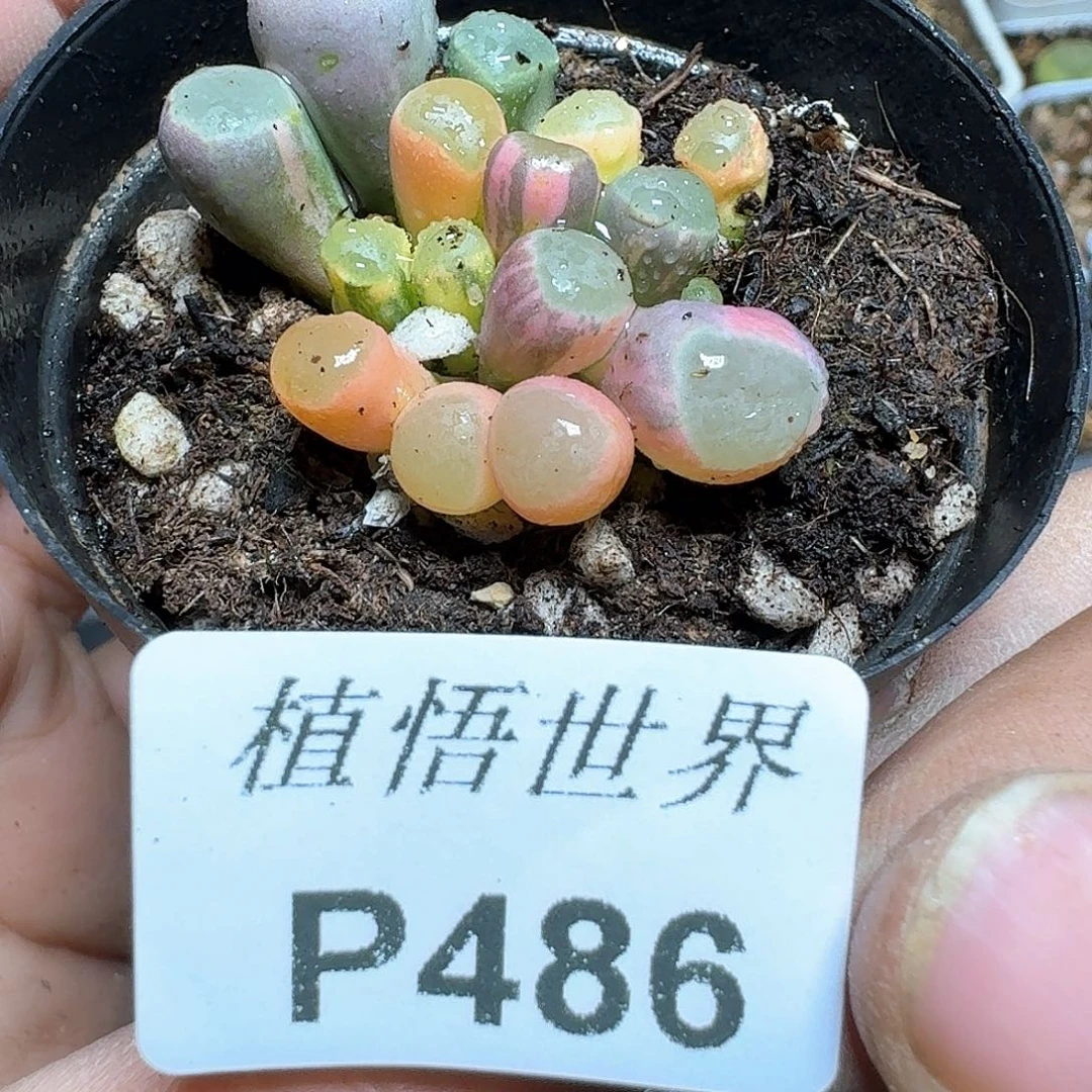 486¥号多肉植物哇f v
