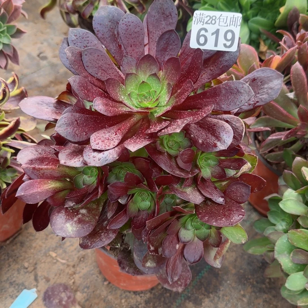 黑魔多肉619满28包邮断枝不包