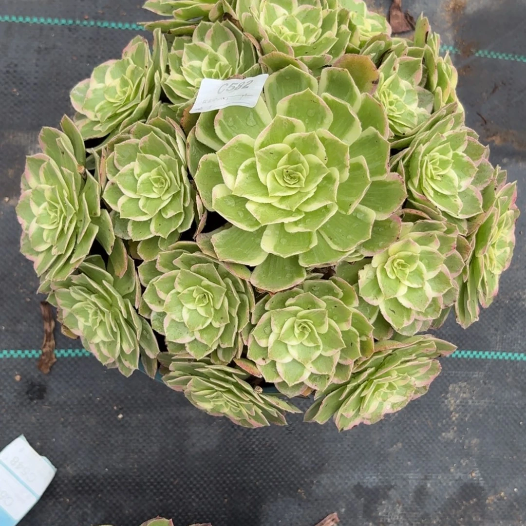582万花筒多肉植物发货