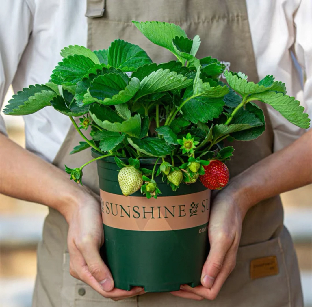 【带花带果】草莓绿植盆栽四季种植奶油草莓苗适合阳台庭院栽种
