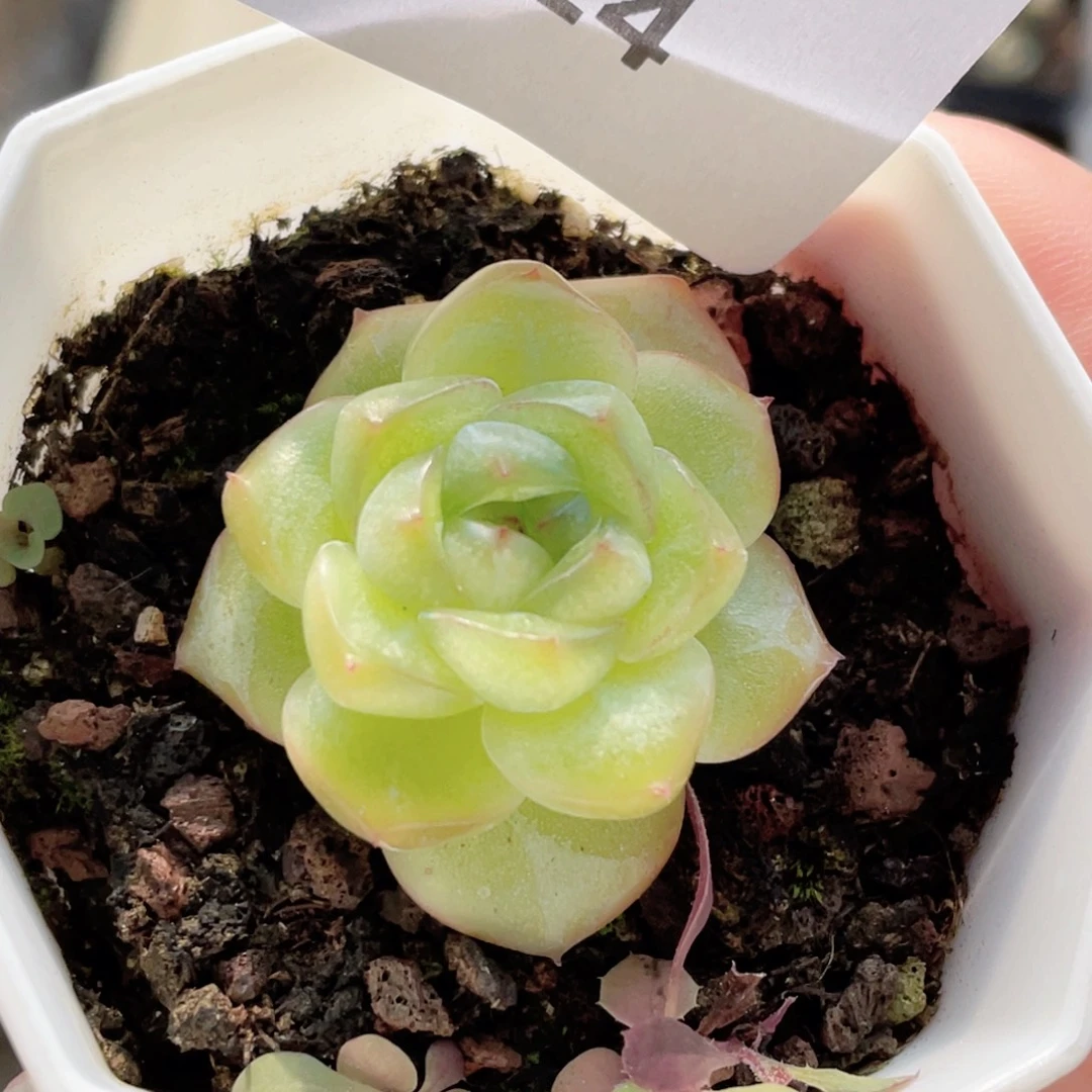 724号糖心冰心珍妮 特5