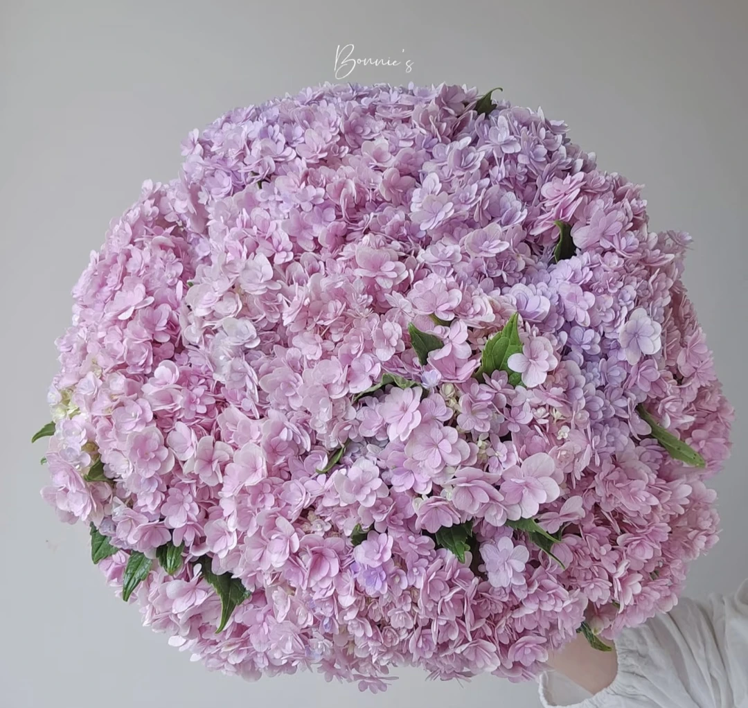 【花手鞠】重瓣花球绣球形似菊花盆栽苗适合阳台庭院种植 2