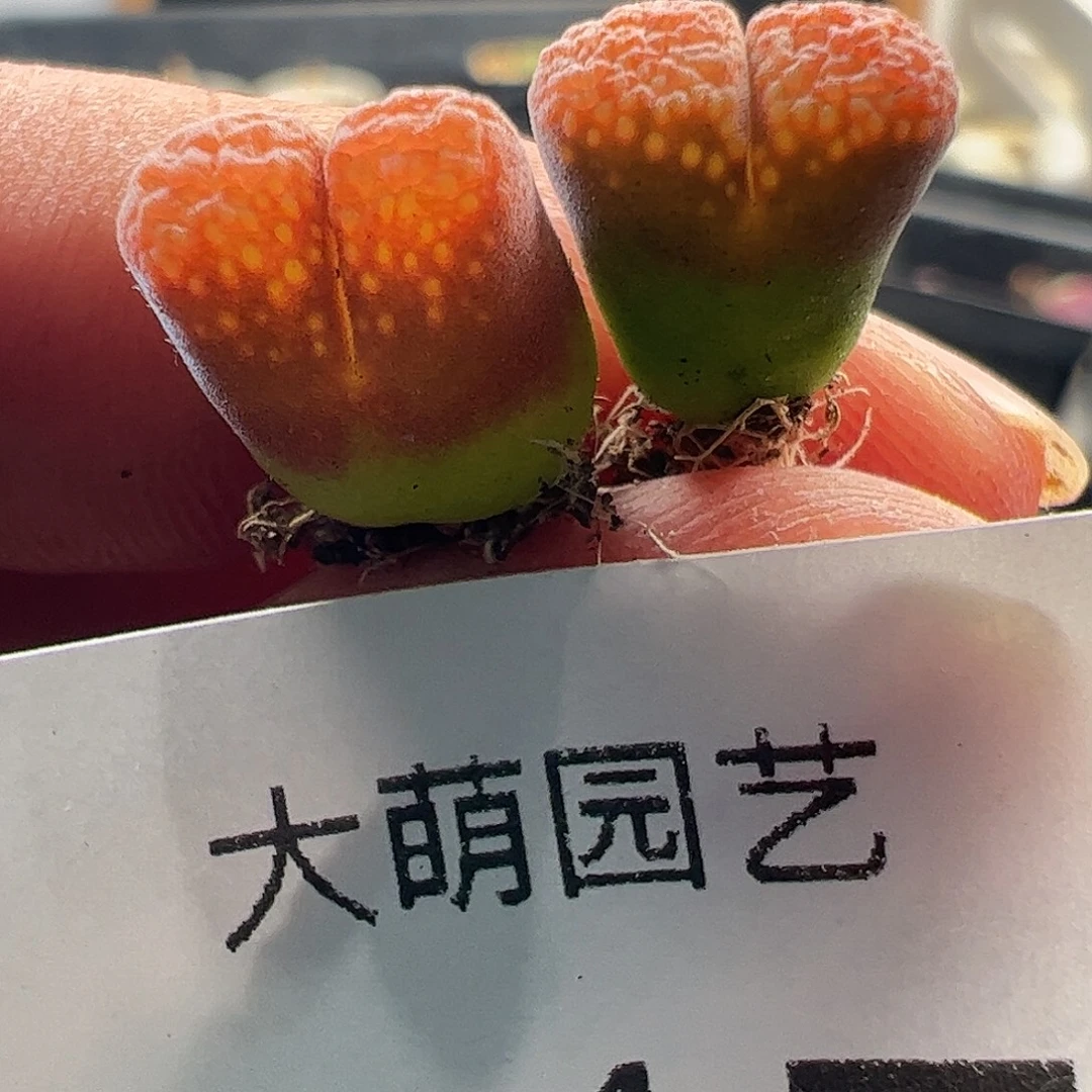 一物一拍草莓蛋糕杂交517