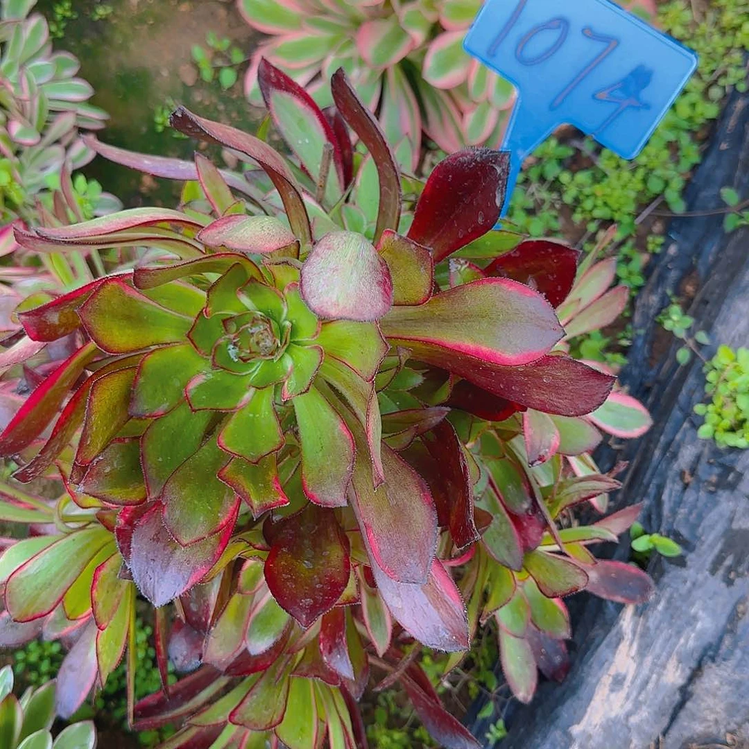 1074花蝴蝶多肉哦哦哦哦哦