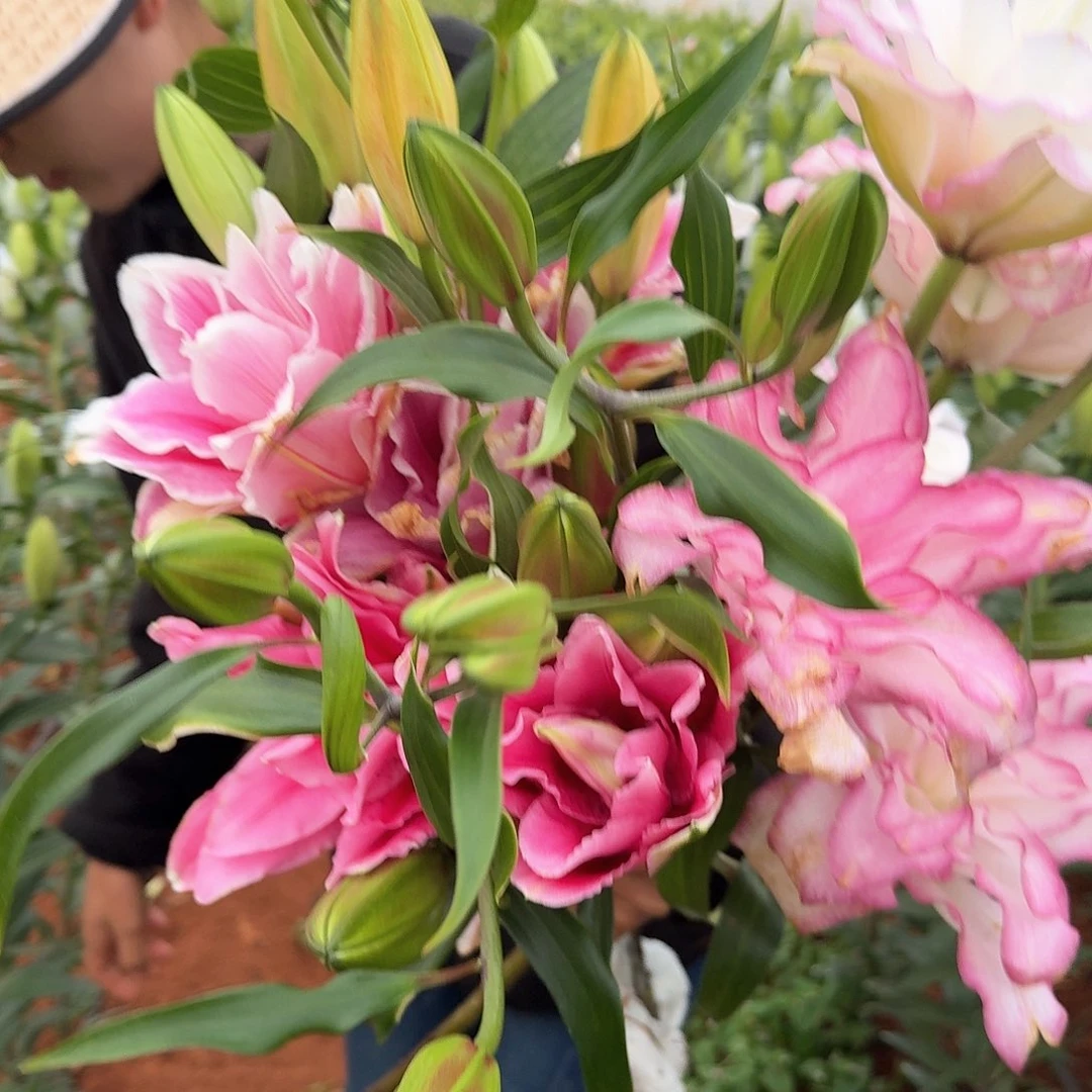 西亚拉粉墨油画重瓣多头