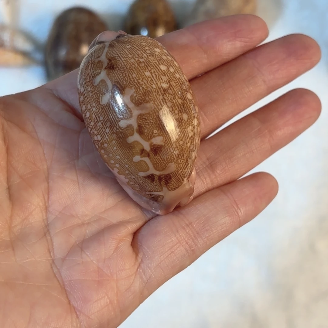 u***天然海螺贝壳标本福利