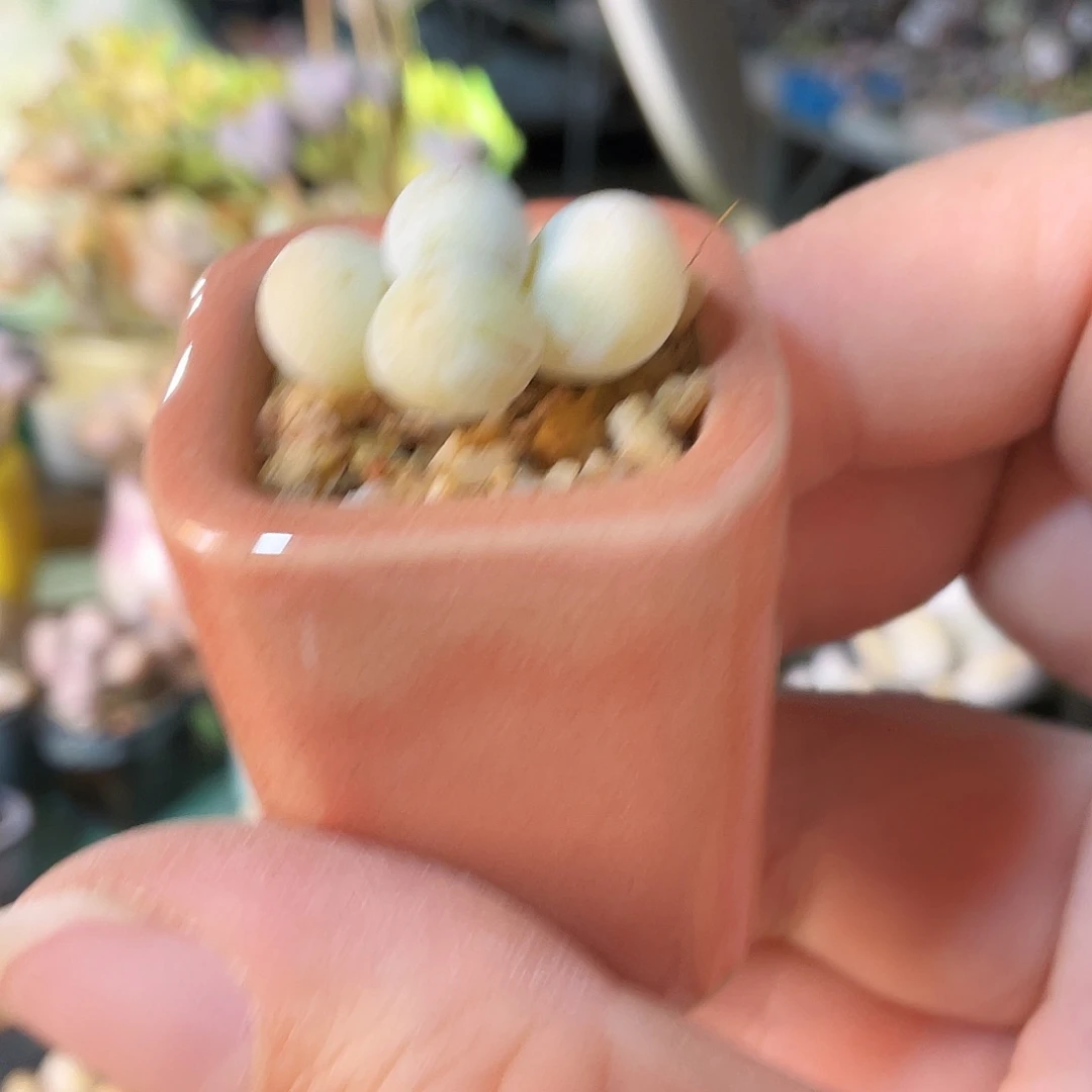 悟*多肉植物的生长发育与生长