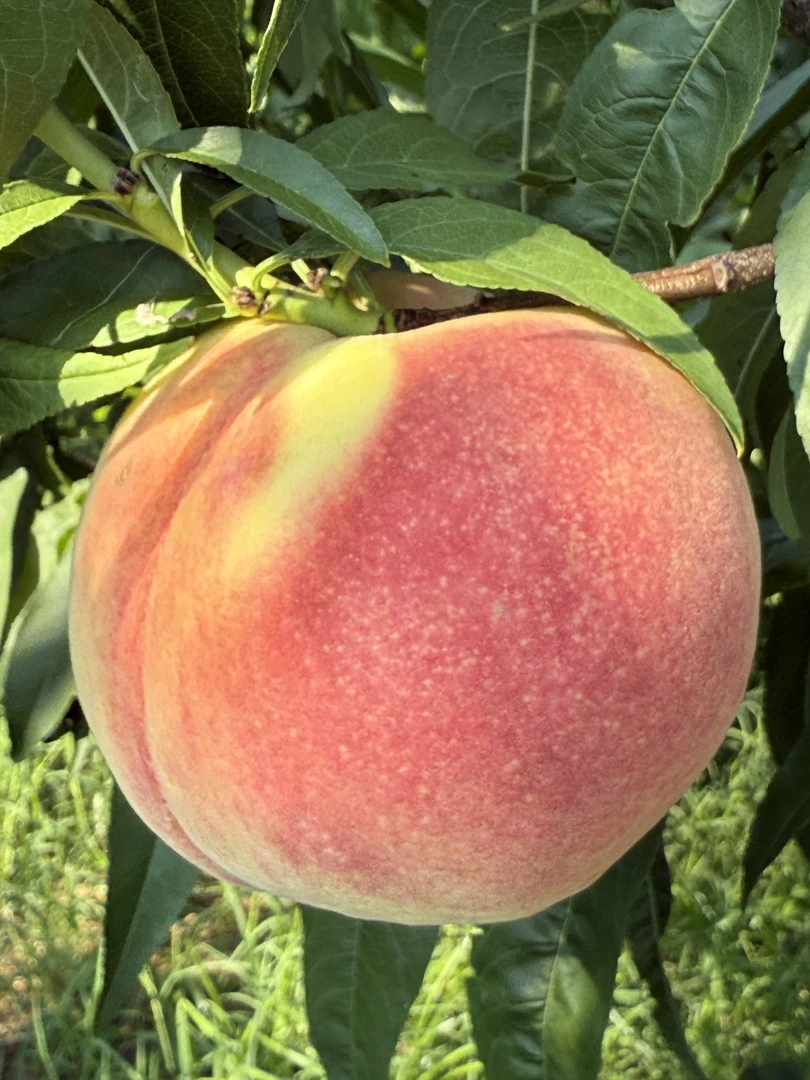 离核水蜜桃果园现摘香甜多汁