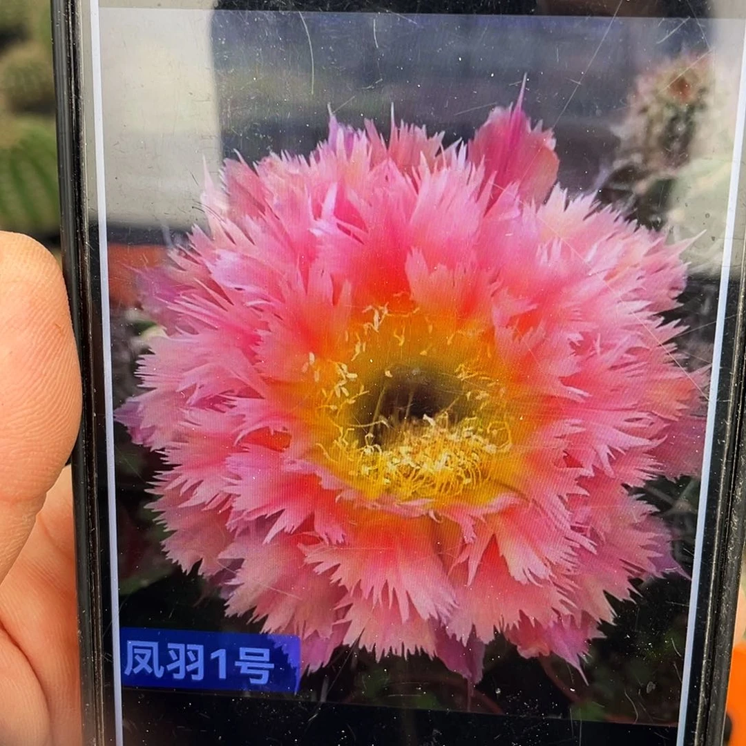 凤羽1号自根球6公分左右带盆土